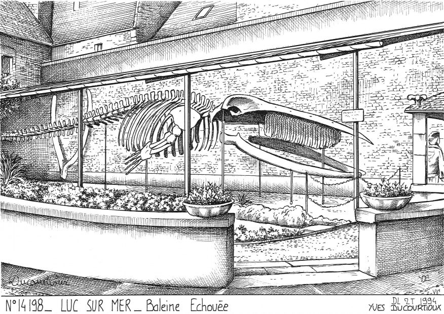 Souvenirs LUC SUR MER - baleine choue