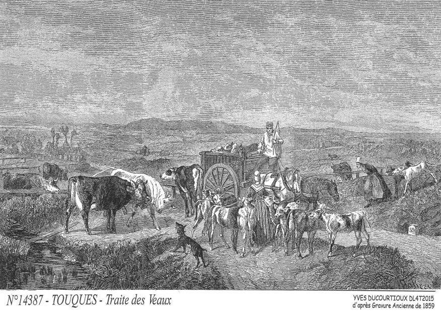 Cartes postales TOUQUES - traite des veaux�